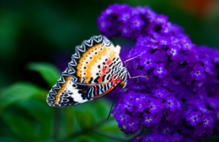 A colorful butterfly rested upon a lilac flower